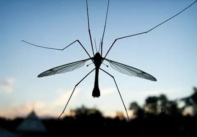 Обработка участка от комаров Видное