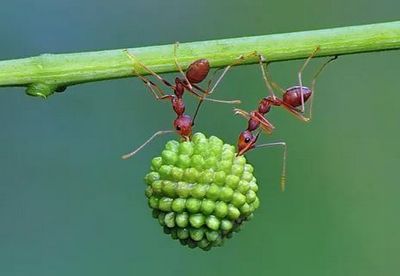 Уничтожение муравьев Видное